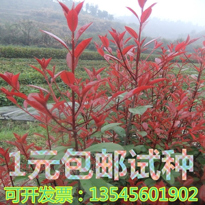 红叶石楠球苗子红叶石楠树苗球形火焰红小苗四季庭院苗木园林绿化
