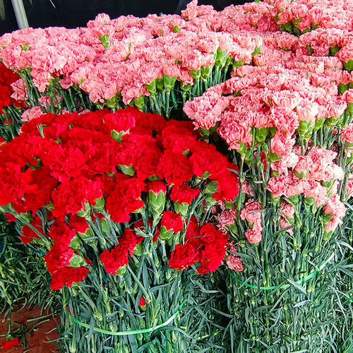 母亲节康乃馨玫瑰香水百合向日葵混搭鲜花束速递同城云南基地直发