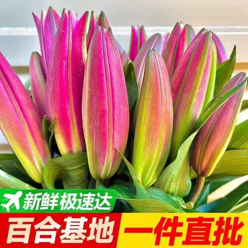 香水百合云南昆明百合花基地真花水养鲜花花束直发多头百合