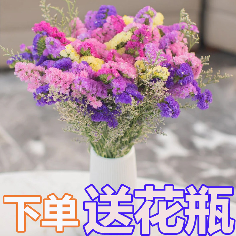 【送花瓶】云南基地勿忘我半干花真花风干花鲜艳客厅装饰摆件插画,鲜花速递/花卉仿真/绿植园艺,干花,淘宝优惠券,粉丝福利购,淘宝优惠卷