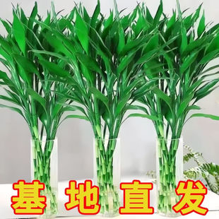 富贵竹水培植物客厅招发财竹子节节高转运竹绿植盆栽花卉室内植物