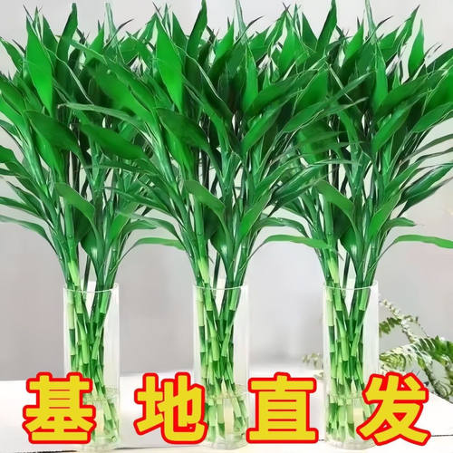 富贵竹水培植物客厅招发财竹子节节高转运竹绿植盆栽花卉室内植物