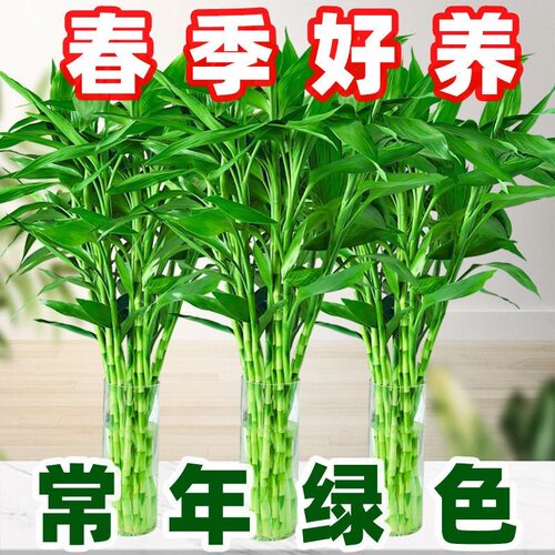 富贵竹水培植物竹子水养富贵竹客厅绿植招财正宗富贵竹粗竹