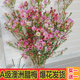澳洲腊梅鲜花水培室内过年年宵花卉喜庆红色鲜切花花鲜花花期超长