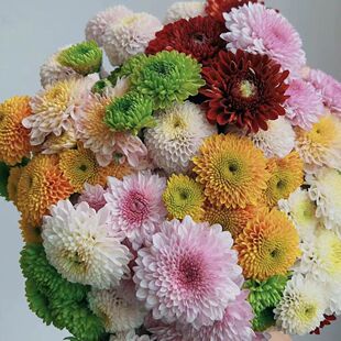 鲜花云南基地网红小雏菊家庭办公室花瓶插花水养花配花摆摊非洲菊
