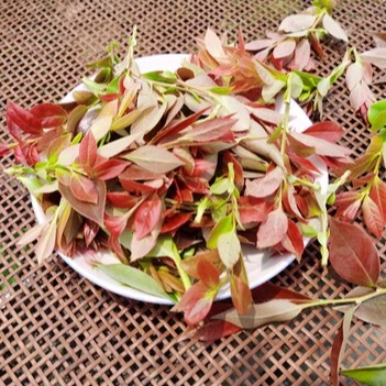 米饭叶鲜草乌南烛500克包邮