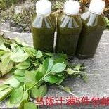 满5件江浙沪皖包邮乌饭叶汁 南烛叶汁乌叶汁新鲜 乌米饭原料