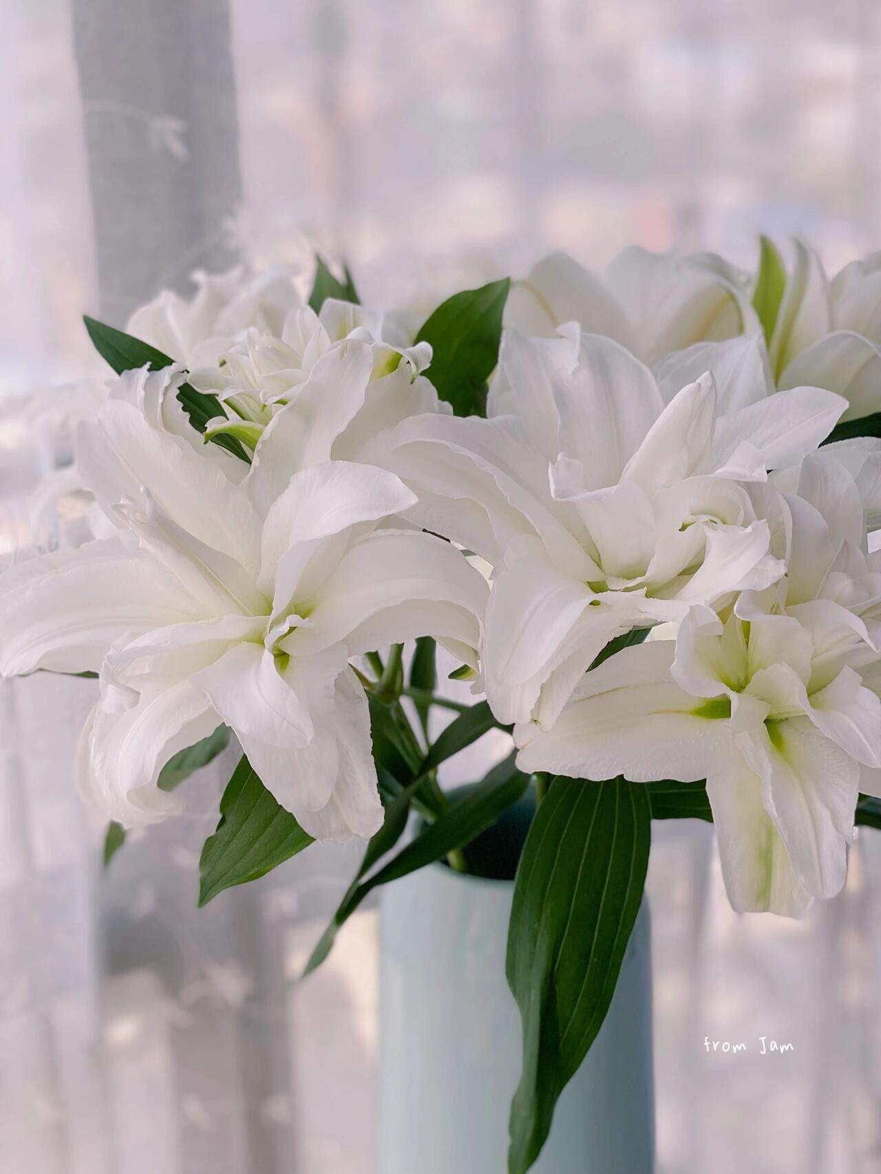 白衣天使重瓣白百合香水百合鲜花百合鲜切花