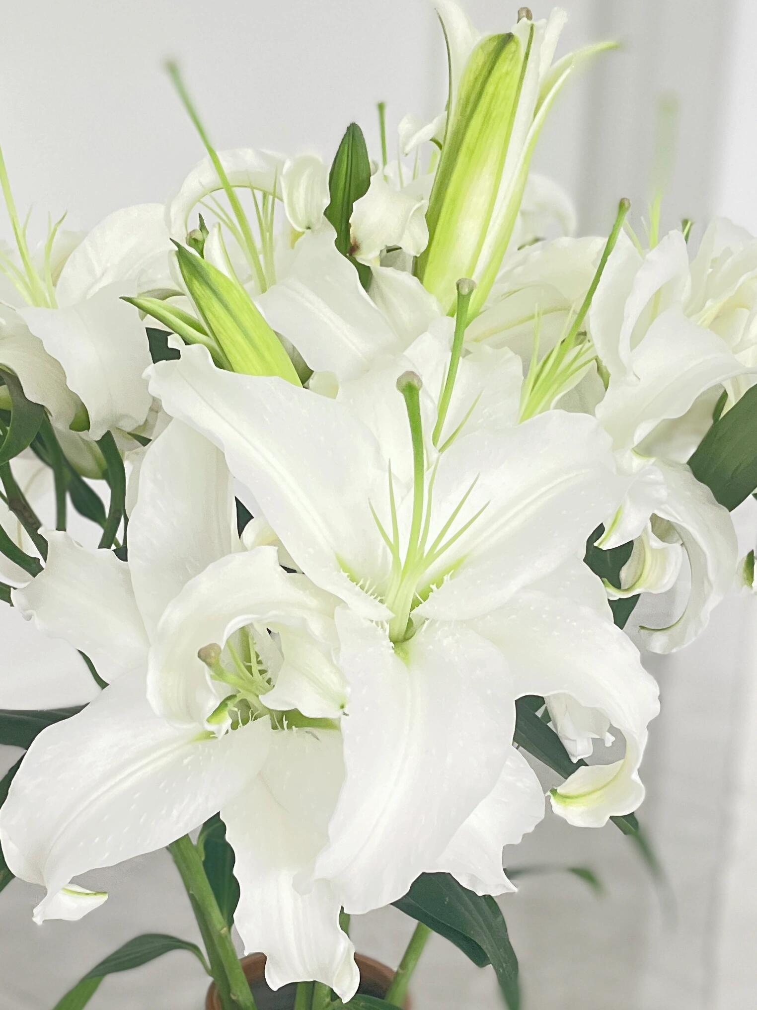 香水百合云南昆明直批鲜切花白百合西伯利亚鲜花基地直发新鲜直发