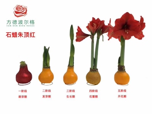 圣诞节礼物蜡封蜡球朱顶红封蜡种球懒人植物摆件喜庆室内花卉套装