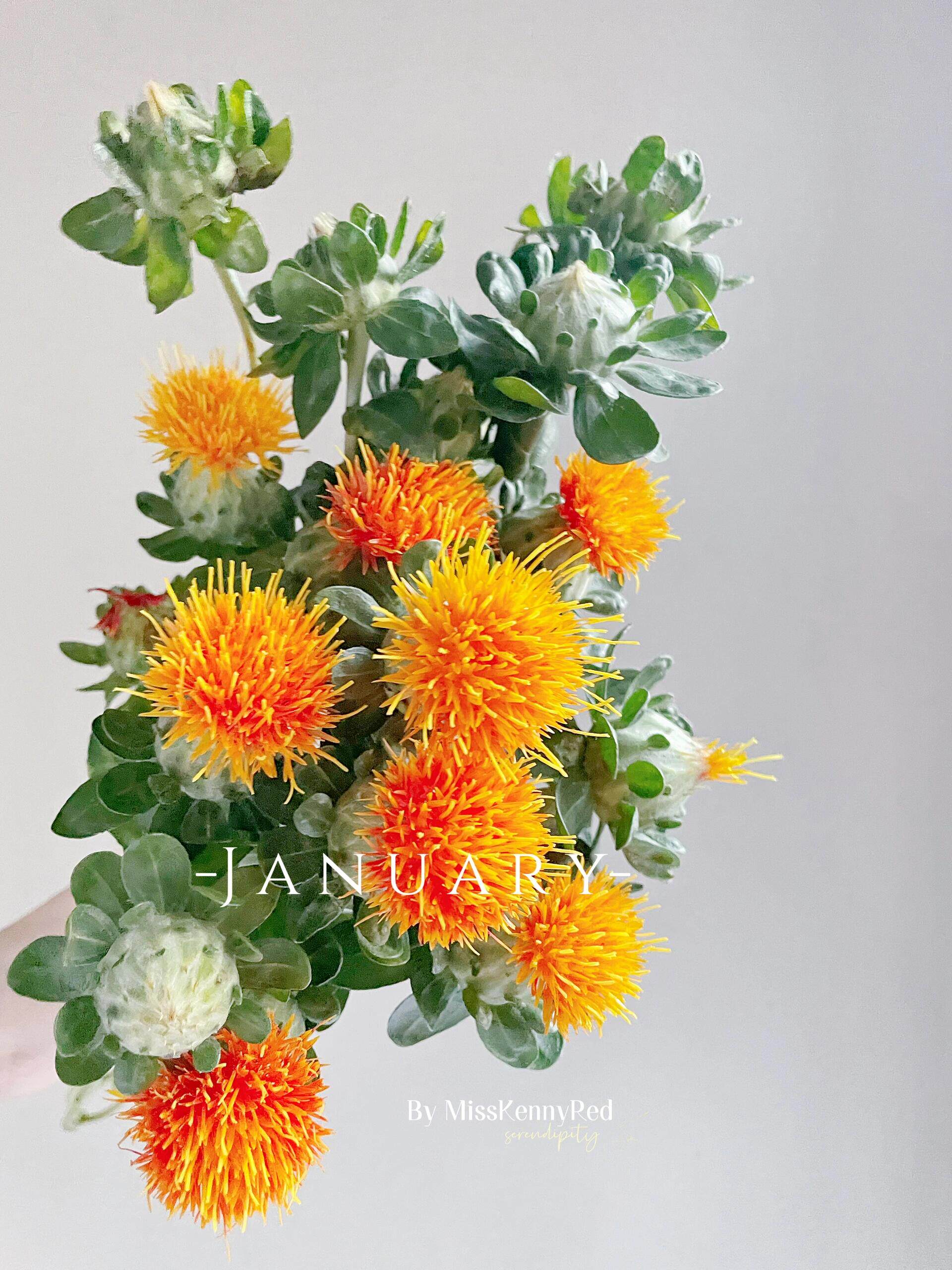 橙菠萝 菠萝菊鲜花家庭插花拍摄装饰可以做干花云南昆明基地直发