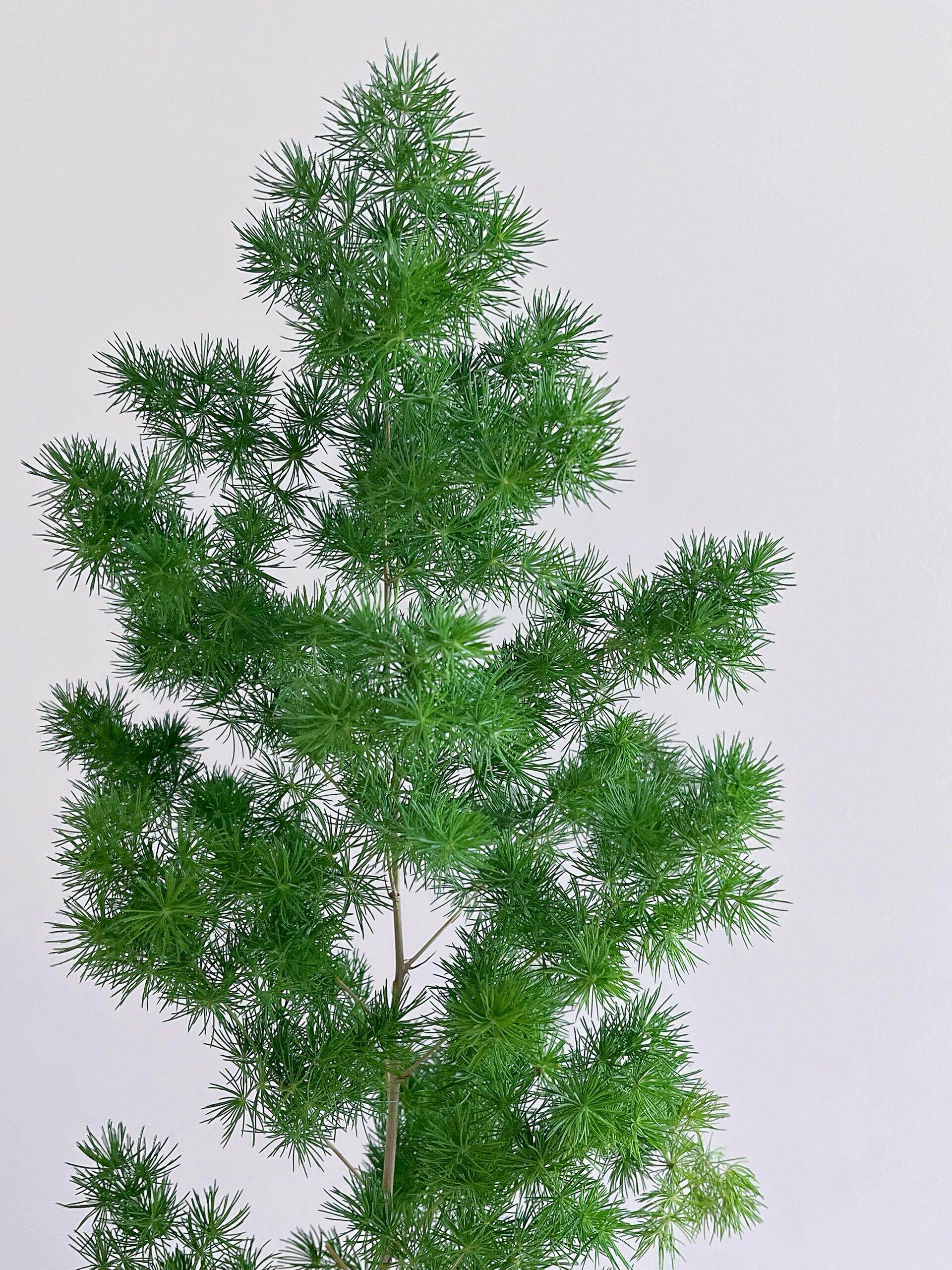 蓬莱松鲜切鲜花云南直发客厅植物室内水培绿植插花配草水松鲜切花