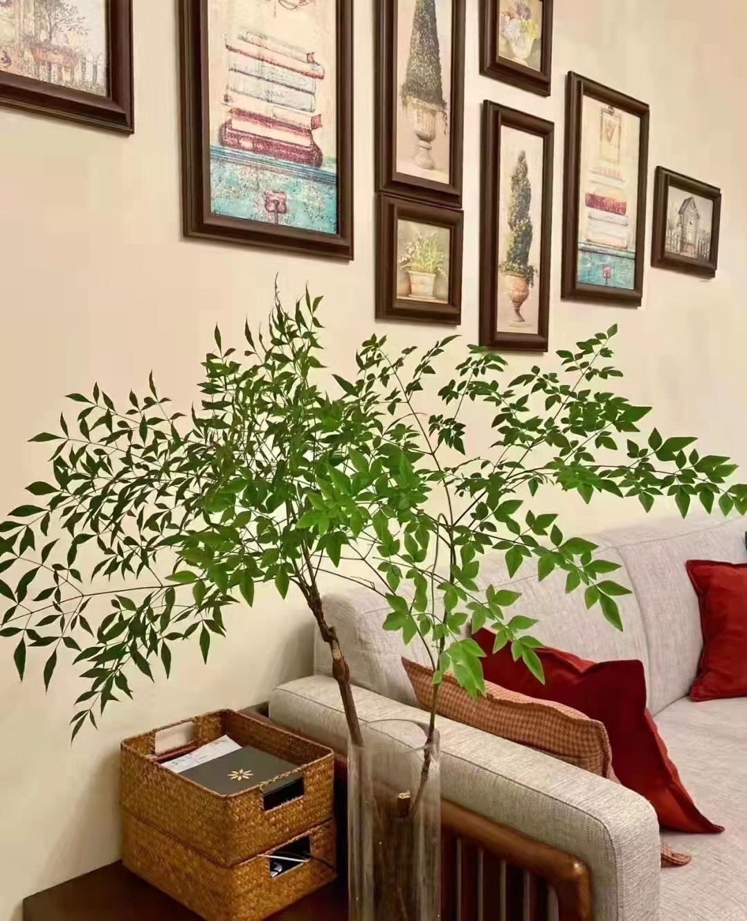 绿天竺鲜切枝条绿植水培植物室内客厅办公室插花马醉木平替南天竹