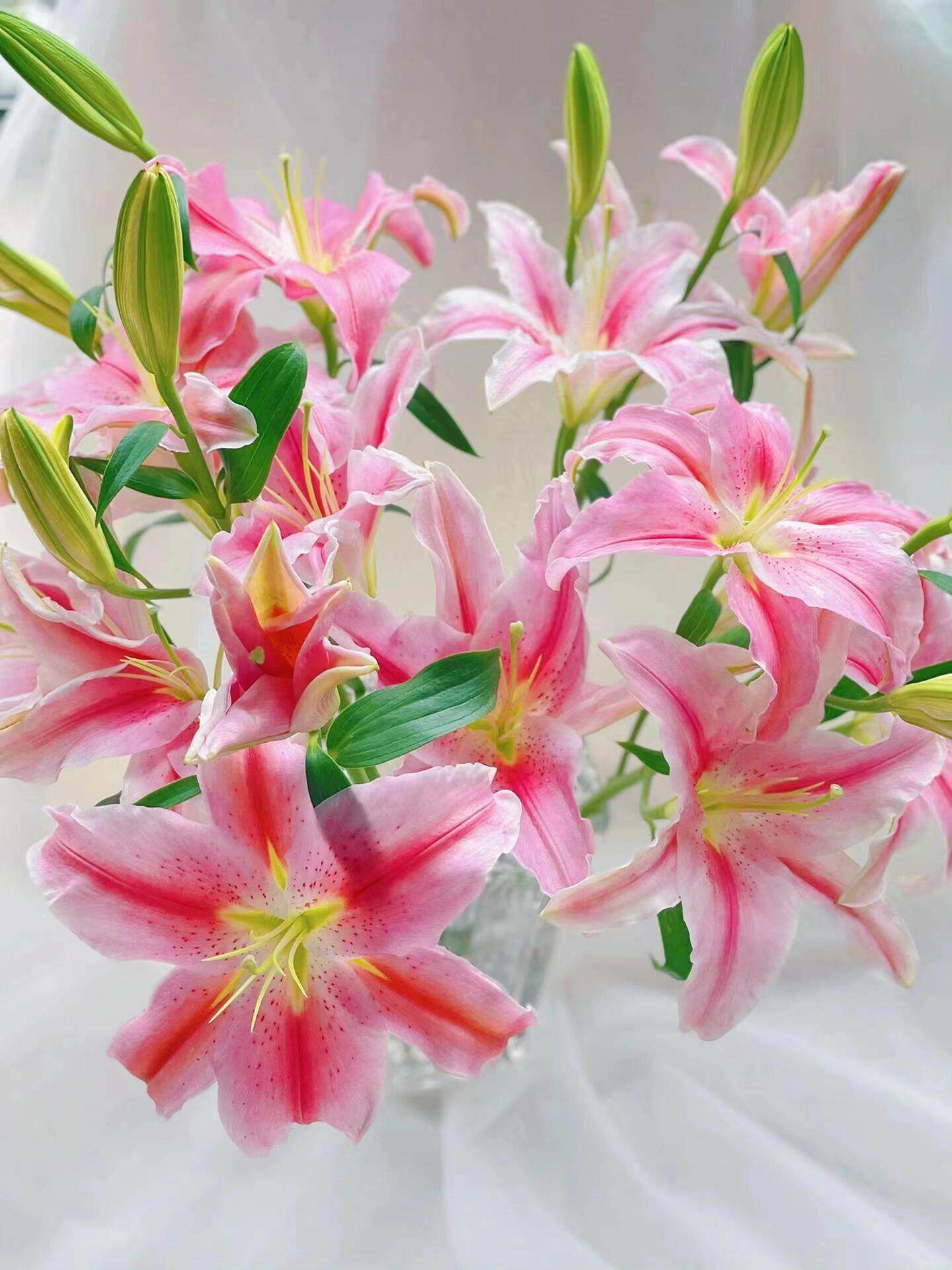 粉色香水百合索尔邦马龙罗蒂鲜切花花束云南基地直发昆明鲜花真花