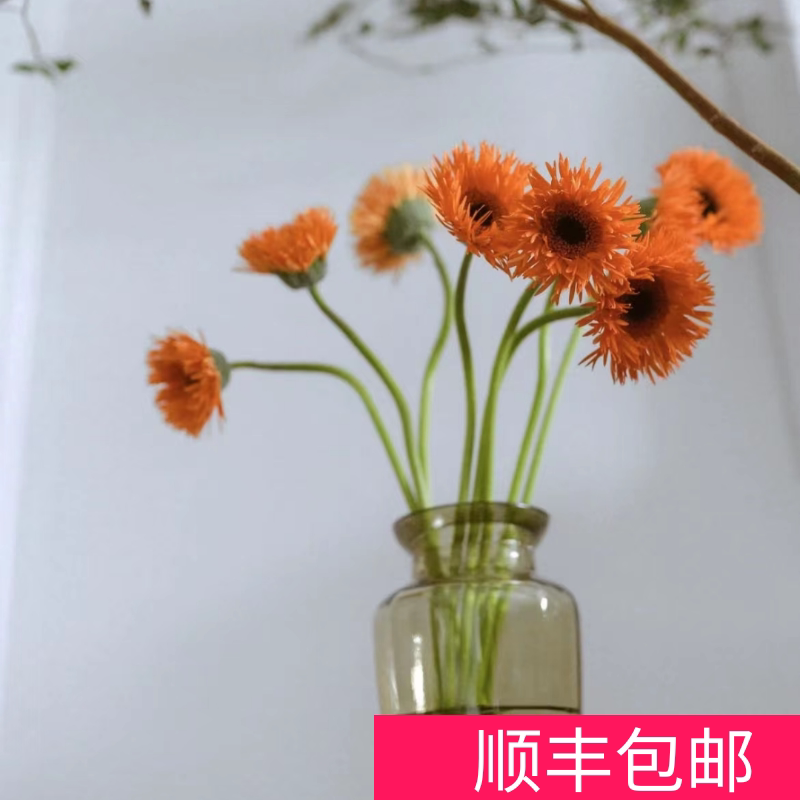 弗朗花非洲菊太阳花仙气粉色花头鲜切花家庭水养居家插瓶装饰鲜花