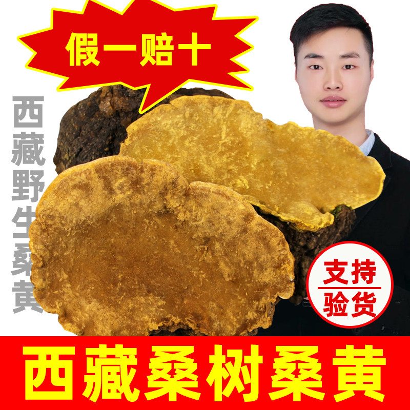 正宗桑黄西藏野生桑黄的功效与作用桑黄中药材桑树桑黄灵芝泡水茶