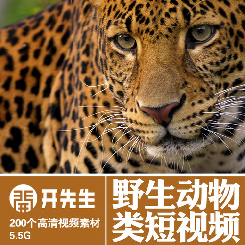 野生动物狮子老虎豹熊狼猴蛇斑马羚羊大象鳄鱼鹿无版权短视频素材