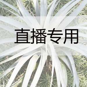 空气凤梨江苏基地办公室卧室