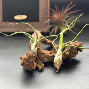 巨型章鱼侧芽--无土植物摆桌懒人绿植