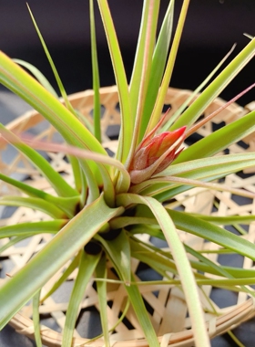 空气凤梨 空可乐X电烫卷Concolor x Streptophylla