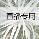 空气凤梨室内阳台美观