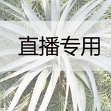 直播霸王卧室客厅厨房