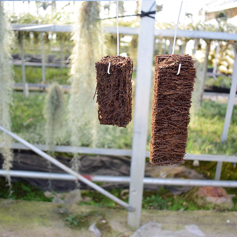 空气凤梨定植 兰花植物定值专用蛇木板空凤江苏基地