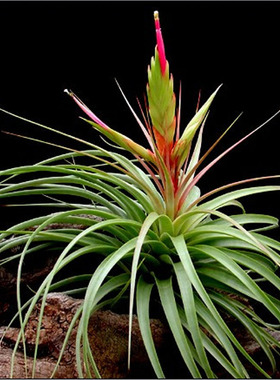 空气凤梨 江苏基地 空凤 空可乐 Concolor （叶片脆易断叶慎拍）