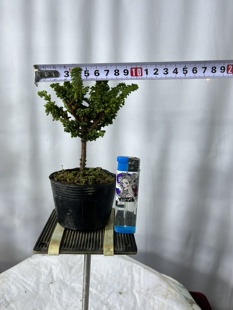 日本进口石化桧盆景盆栽一物一拍图片仅供参考发货差不多颜值随机