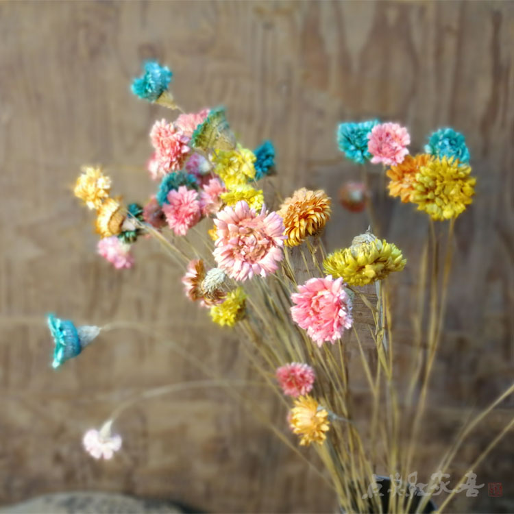 麦秆菊天然干花花束彩色混色小雏菊家居摆设客厅装饰插花小清新菊