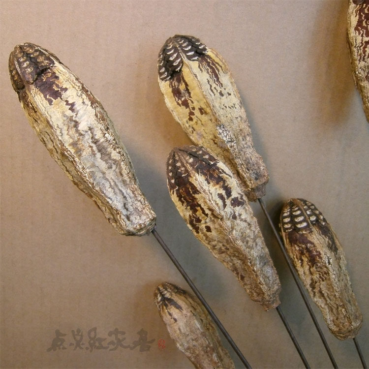 【巴西核桃果】 进口植物纯天然干花干果 自然巴西果  迎春新品