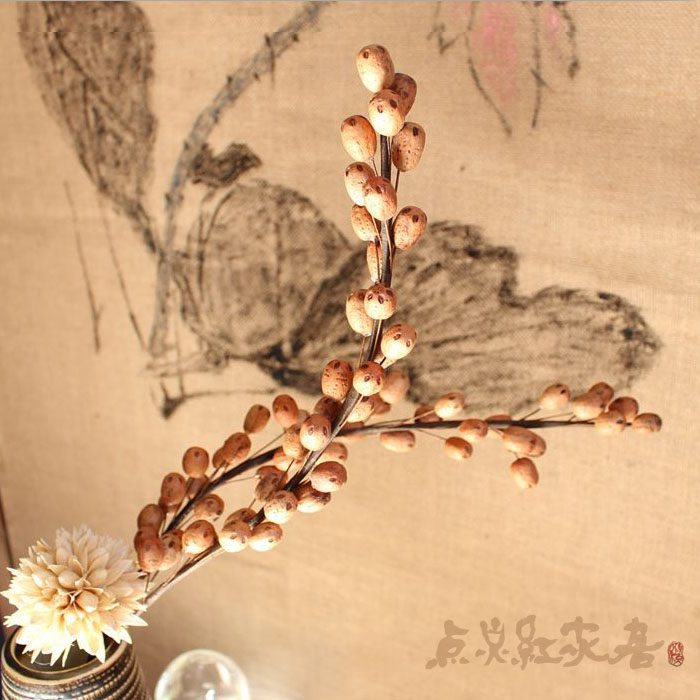【菩提果枝】自然环保家居会所摆设艺术干花干果菩提果枝五眼果枝