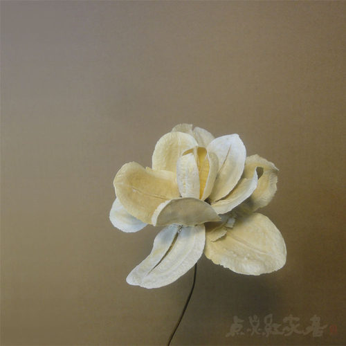 清新玉兰高端艺术风拍摄消夏干花