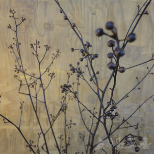 灯台树永生花干树枝干花插花摄影拍摄家居摆饰