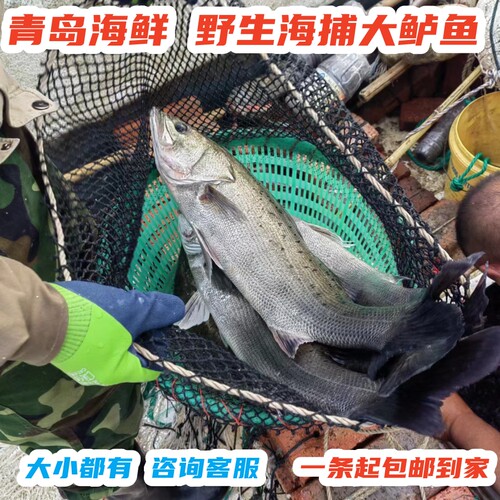 青岛渔家海鲜海钓海捕大号野生海鲈鱼2到15斤每条大个头海鲈鱼