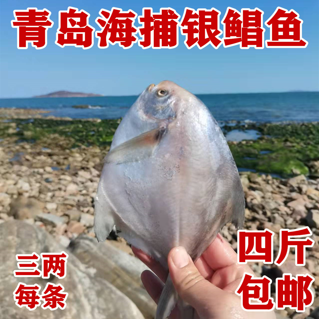 青岛海捕银鲳鱼3两左右每条4斤每箱崂山沙子口海鲜油炸小鱼白鲳鱼