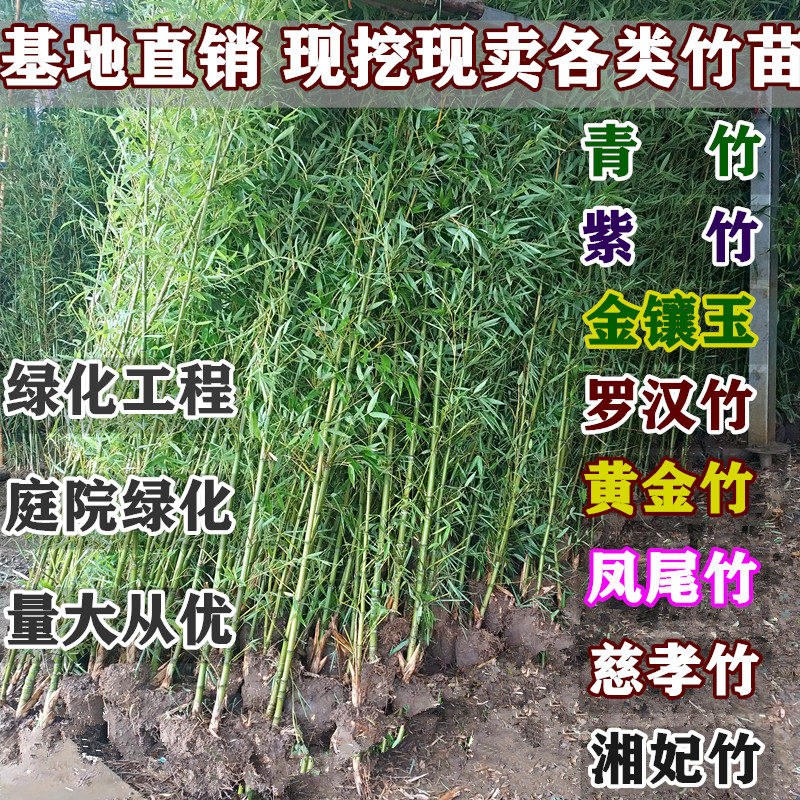 四季盆栽竹苗室外绿化庭院青竹紫
