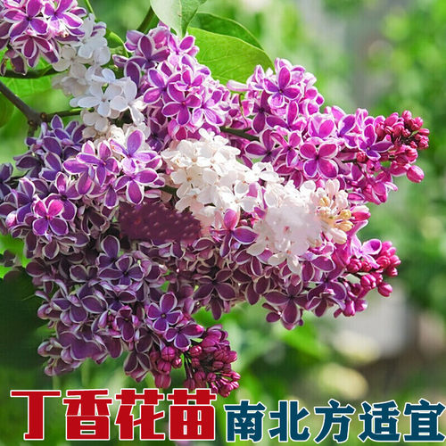 庭院别墅耐寒开花植物丁香花苗