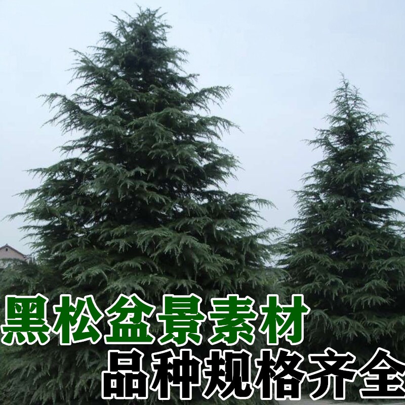 雪松树苗白皮松树苗黑松树苗绿化工程庭院占地苗木黑松盆景素材