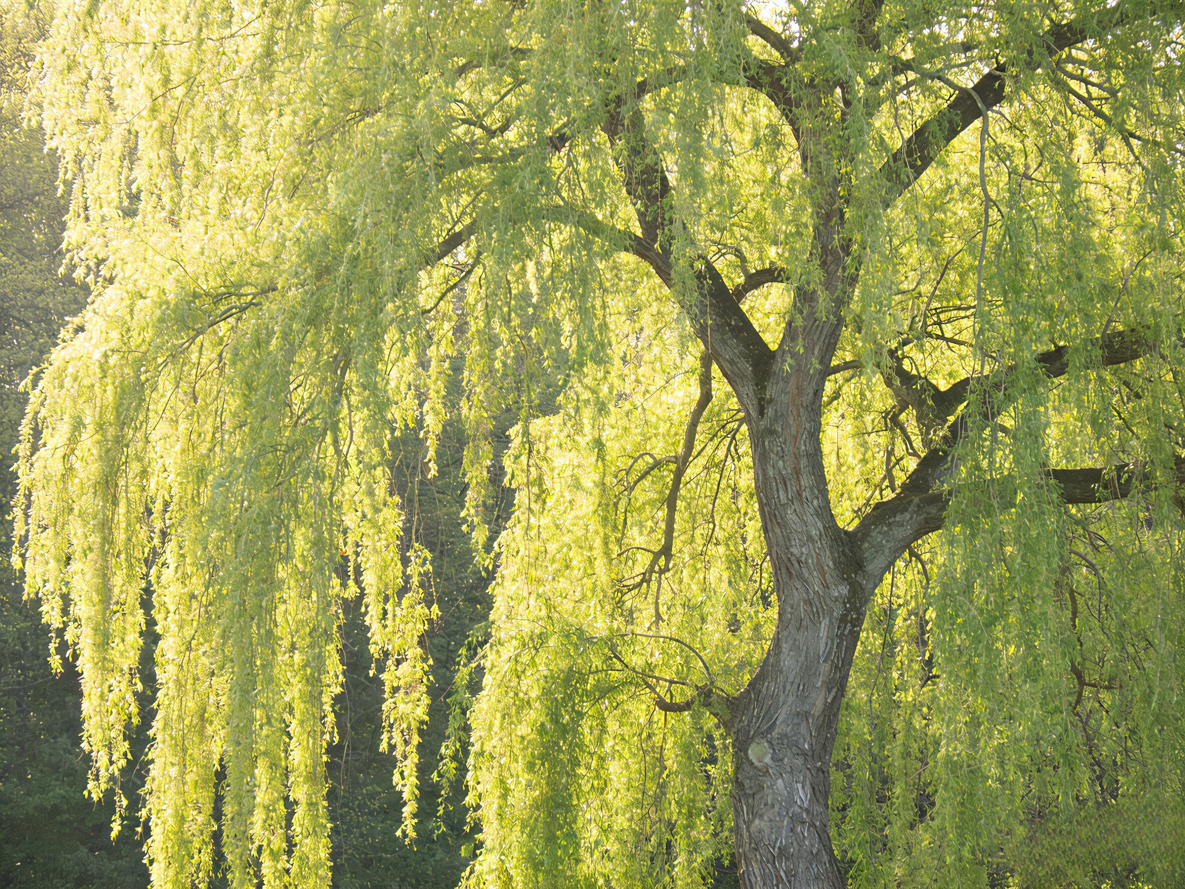 柳树苗庭院道路占地绿化苗木青皮垂柳黄金柳金丝柳速生竹柳小树苗