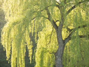 柳树苗庭院道路占地绿化苗木青皮垂柳黄金柳金丝柳速生竹柳小树苗