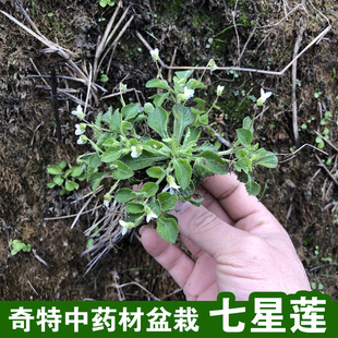 野生七星莲野菜新鲜提脓草冷毒草黄瓜香天芥地白菜雪里青药材