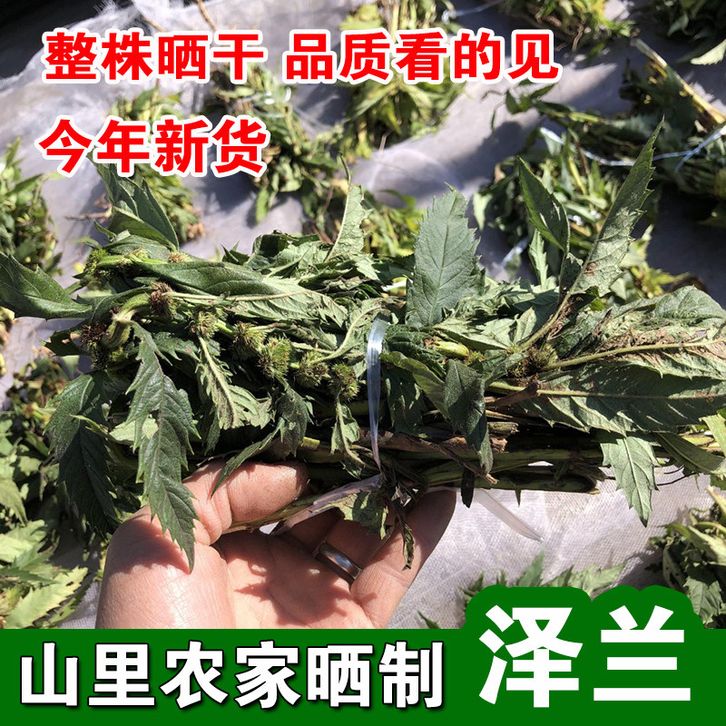 新货泽兰500g 中草药材正品 地瓜苗地笋甘露子方梗泽兰叶