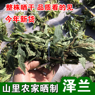 新货泽兰500g 中草药材正品 地瓜苗地笋甘露子方梗泽兰叶