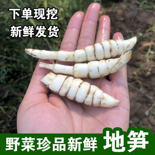 现挖虫草参 地蚕新鲜地参地笋地藕地环泽兰根5斤蔬菜种子山间野菜