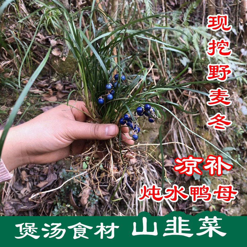野麦冬山韭菜 新鲜麦冬麦门冬 沿阶草炖水鸭母汤凉补中药材500g