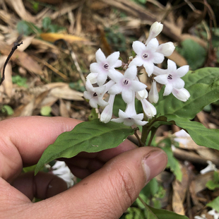 新鲜蛇根草雪里开花阴蛇风岩泽兰雪里梅散血草地红草四季花钻地风