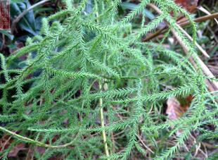 新鲜野生舒筋草 石子藤大伸筋草新鲜舒筋草石松500克包邮