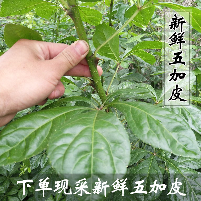 五加叶子图片,叶子图片,叶子花图片_大山谷图库