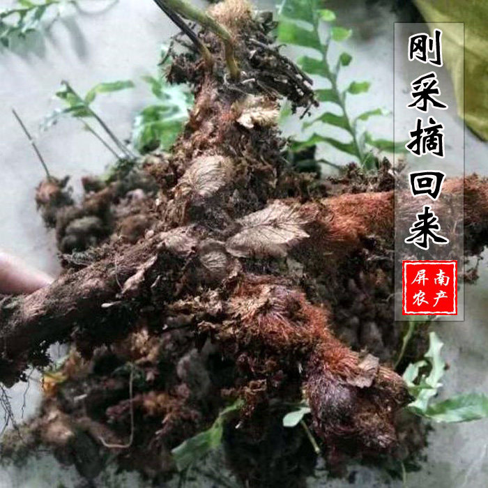 下单采摘新鲜骨碎补 崖姜肉碎补 猴姜毛姜申姜涂抹鬼剃头秃头250g